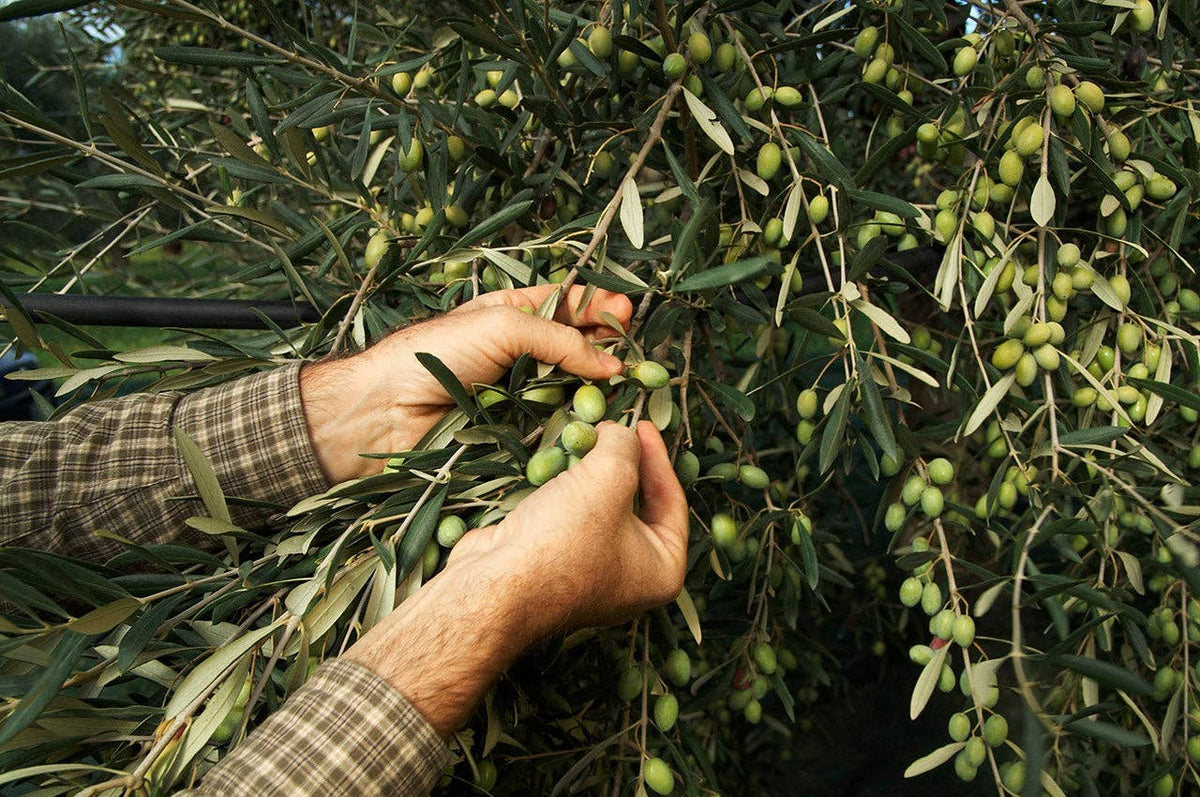Fruity EVOO Tin by Frantoio Galantino