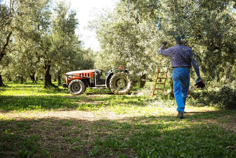 Fruity EVOO Tin by Frantoio Galantino